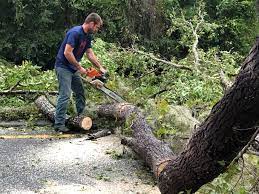 Best Fruit Tree Pruning  in Concord, MO