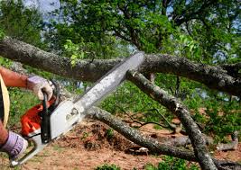 Best Tree Mulching  in Concord, MO