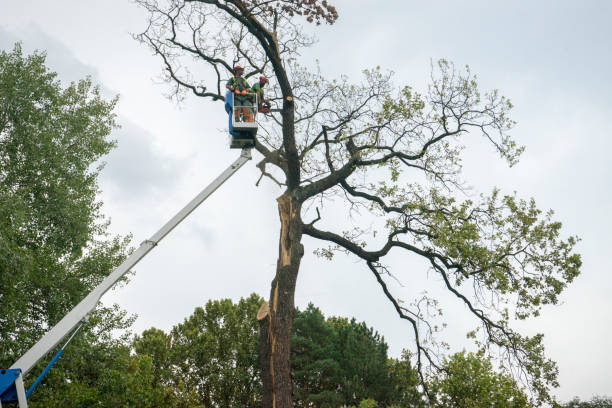 Reliable Concord, MO Tree Removal Services Solutions