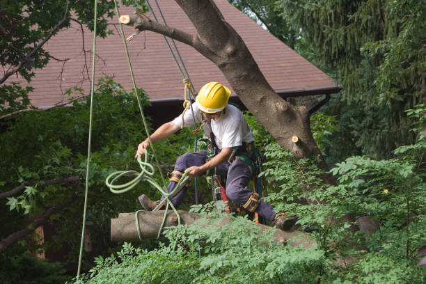 How Our Tree Care Process Works  in  Concord, MO