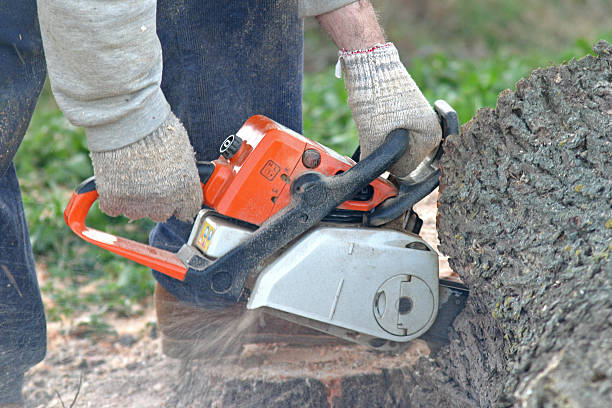 Best Tree and Shrub Care  in Concord, MO