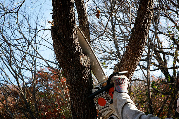 Best Hedge Trimming  in Concord, MO