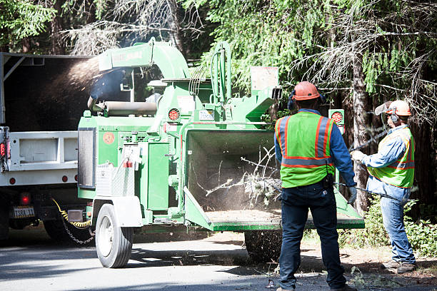 Best Tree Risk Assessment  in Concord, MO