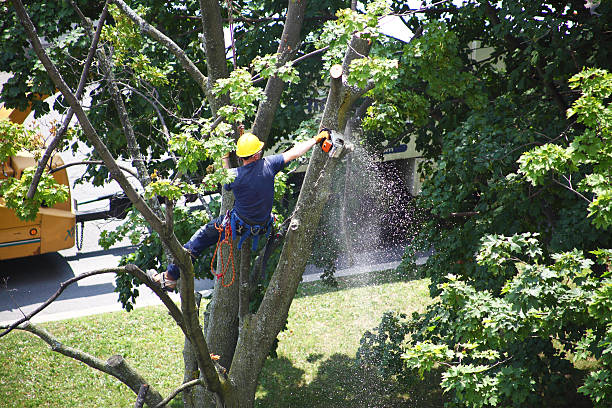 Lawn Edging in Concord, MO