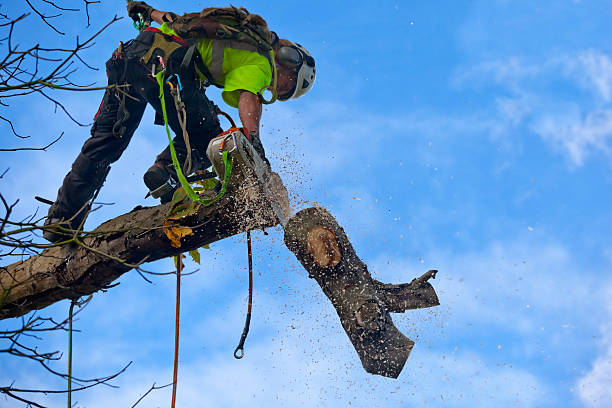 Best Commercial Tree Services  in Concord, MO