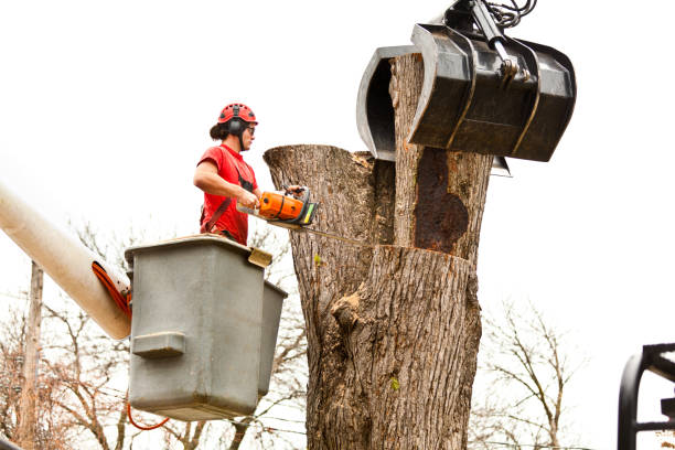 Best Leaf Removal  in Concord, MO